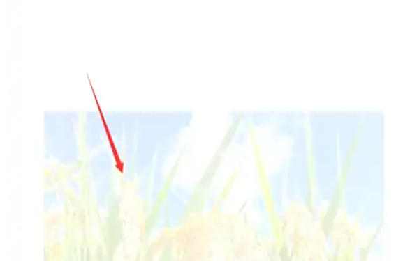 wps2019怎么插入图片水印 wps2019怎么插入图片水印