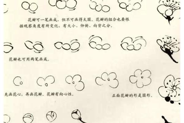 梅花花朵画法