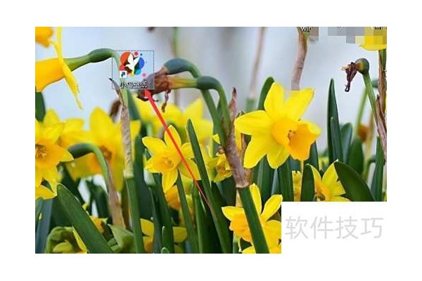 小鸟壁纸如何设置明星壁纸？