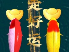 快闪壁纸