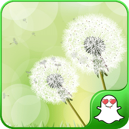 GalaxyS3蒲公英动态壁纸