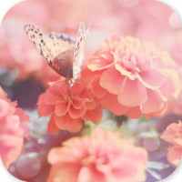 花蝴蝶(主题美化)app安卓版