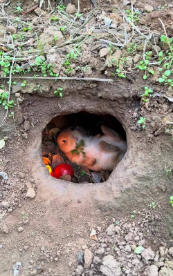 兔小萌世界地图攻略 兔小萌世界地图攻略