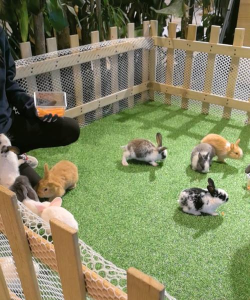 兔小萌世界农场玩法有哪些 兔小萌世界农场玩法有哪些