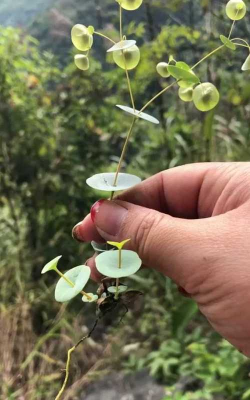 妖错图同心草是什么 妖错图同心草是什么