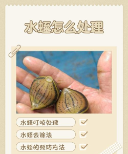 方舟生存进化水蛭怎么去除?最有效的方法与实用技巧 方舟生存进化水蛭怎么去除?最有效的方法与实用技巧