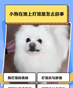 狗狗为什么游戏,天性使然,快乐源泉 狗狗为什么游戏,天性使然,快乐源泉