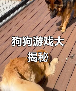 金毛爱玩什么游戏,互动乐趣多,增进感情好方法 金毛爱玩什么游戏,互动乐趣多,增进感情好方法