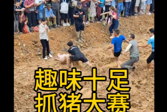 跟猪玩什么游戏,互动乐趣多,增进感情好 跟猪玩什么游戏,互动乐趣多,增进感情好