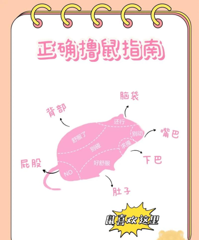 仓鼠酒吧游戏怎么玩,新手入门指南,快速掌握核心玩法 仓鼠酒吧游戏怎么玩,新手入门指南,快速掌握核心玩法