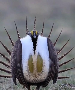 求偶游戏鸟类怎么玩,揭秘奇特求偶行为,探索背后生存智慧 求偶游戏鸟类怎么玩,揭秘奇特求偶行为,探索背后生存智慧