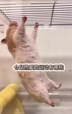 仓鼠吃糖游戏怎么玩,掌握核心玩法技巧,轻松获得高分奖励 仓鼠吃糖游戏怎么玩,掌握核心玩法技巧,轻松获得高分奖励