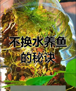 水瓶养鱼游戏攻略,轻松上手技巧,快速通关秘籍 水瓶养鱼游戏攻略,轻松上手技巧,快速通关秘籍