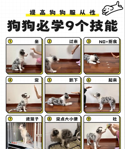 狗狗定力游戏,提升服从能力,增进主人与宠物默契 狗狗定力游戏,提升服从能力,增进主人与宠物默契
