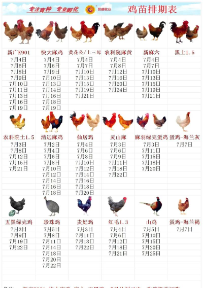 ChickenChicken上线时间什么时候 ChickenChicken上线时间什么时候