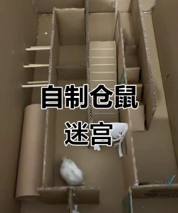 小熊被改造什么游戏,揭秘游戏玩法,体验独特乐趣 小熊被改造什么游戏,揭秘游戏玩法,体验独特乐趣