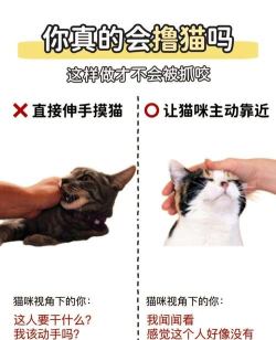 猫咪游戏抓人,趣味互动玩法,增进亲子感情 猫咪游戏抓人,趣味互动玩法,增进亲子感情