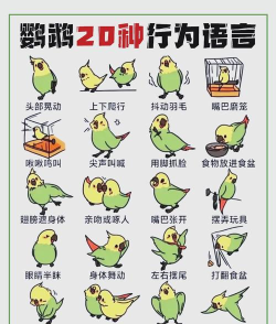 孤单小鸟游戏怎么玩,掌握核心规则,轻松上手体验 孤单小鸟游戏怎么玩,掌握核心规则,轻松上手体验