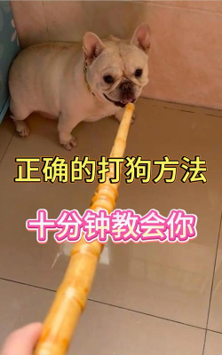 狗子战场游戏怎么玩,掌握核心玩法技巧,快速上手成为高手 狗子战场游戏怎么玩,掌握核心玩法技巧,快速上手成为高手