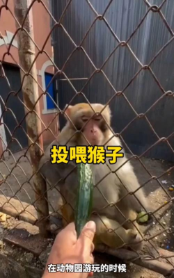 喂食猴子是什么游戏,趣味互动体验,了解猴子习性 喂食猴子是什么游戏,趣味互动体验,了解猴子习性