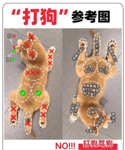 狗子照片游戏怎么玩,创意互动新玩法,轻松增进宠物感情 狗子照片游戏怎么玩,创意互动新玩法,轻松增进宠物感情