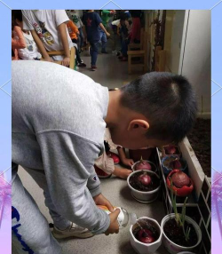 洋葱,趣味游戏,亲子互动 洋葱,趣味游戏,亲子互动