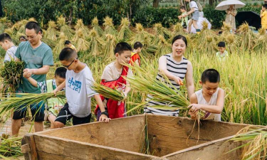 种水稻的游戏,体验田园生活,感受农耕乐趣 种水稻的游戏,体验田园生活,感受农耕乐趣