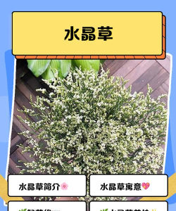 水晶草游戏怎么玩,掌握核心规则,轻松上手体验 水晶草游戏怎么玩,掌握核心规则,轻松上手体验