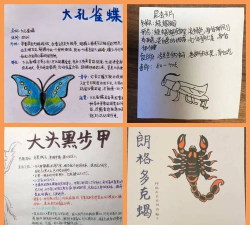 虫子卡片游戏怎么玩,掌握核心规则,轻松上手体验乐趣 虫子卡片游戏怎么玩,掌握核心规则,轻松上手体验乐趣