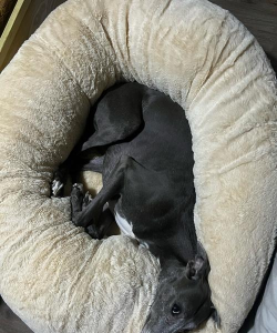 梦之形叶狗窝是什么 梦之形叶狗窝是什么