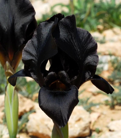 黑色鸢尾游戏怎么玩,掌握核心规则,体验独特魅力 黑色鸢尾游戏怎么玩,掌握核心规则,体验独特魅力