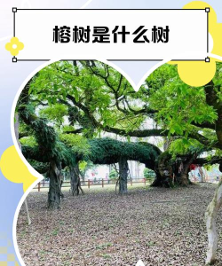 榕树绿荫是什么游戏,轻松休闲的放置玩法,治愈心灵的绿色世界 榕树绿荫是什么游戏,轻松休闲的放置玩法,治愈心灵的绿色世界