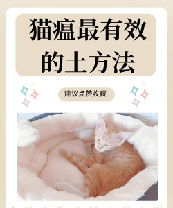 瘟疫猫咪游戏攻略,轻松上手技巧,快速通关秘籍 瘟疫猫咪游戏攻略,轻松上手技巧,快速通关秘籍