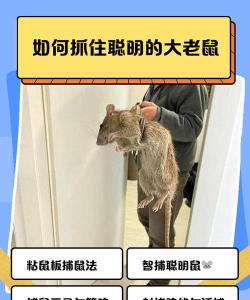 尖叫老鼠游戏攻略,掌握核心技巧,轻松通关无压力 尖叫老鼠游戏攻略,掌握核心技巧,轻松通关无压力