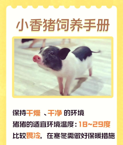 养猪游戏收益攻略,快速赚钱技巧,新手必看指南 养猪游戏收益攻略,快速赚钱技巧,新手必看指南