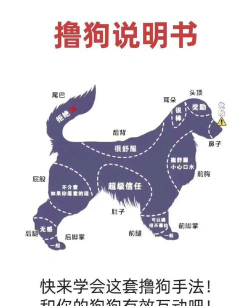 抓狗子是什么游戏,玩法简单,适合多人互动 抓狗子是什么游戏,玩法简单,适合多人互动