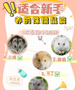 养老鼠游戏攻略,新手入门指南,快速上手技巧 养老鼠游戏攻略,新手入门指南,快速上手技巧