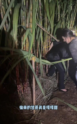 偷甘蔗游戏攻略,快速上手技巧,轻松通关秘籍 偷甘蔗游戏攻略,快速上手技巧,轻松通关秘籍