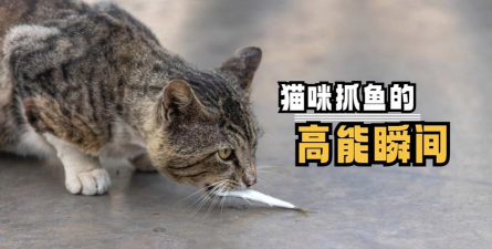 小猫吃鱼能玩什么游戏,互动乐趣多,增进感情好 小猫吃鱼能玩什么游戏,互动乐趣多,增进感情好