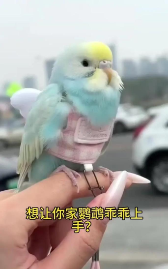 混入小鸟游戏怎么玩,掌握核心玩法,轻松上手体验 混入小鸟游戏怎么玩,掌握核心玩法,轻松上手体验