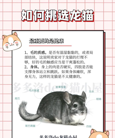 龙猫游戏攻略,新手入门指南,快速上手技巧 龙猫游戏攻略,新手入门指南,快速上手技巧