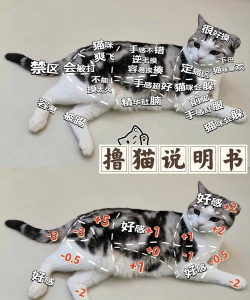 格力小猫游戏怎么玩,新手入门指南,快速上手技巧 格力小猫游戏怎么玩,新手入门指南,快速上手技巧