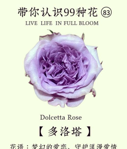 紫色玫瑰是什么游戏,玩法特点介绍,适合人群分析 紫色玫瑰是什么游戏,玩法特点介绍,适合人群分析