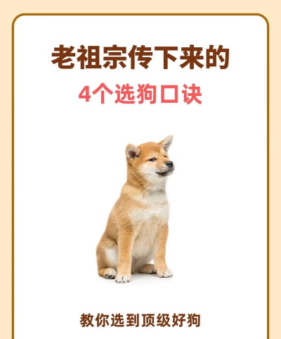 老王狗子游戏攻略,新手快速上手,高手进阶技巧 老王狗子游戏攻略,新手快速上手,高手进阶技巧