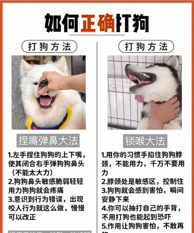 游戏保卫狗狗攻略,掌握核心技巧,轻松通关无压力 游戏保卫狗狗攻略,掌握核心技巧,轻松通关无压力