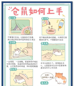 仓鼠房间游戏攻略,新手入门指南,快速上手技巧 仓鼠房间游戏攻略,新手入门指南,快速上手技巧