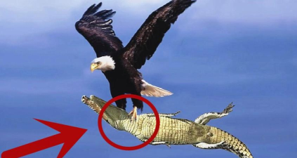 老鹰狩猎游戏攻略,掌握核心技巧,轻松成为空中霸主 老鹰狩猎游戏攻略,掌握核心技巧,轻松成为空中霸主