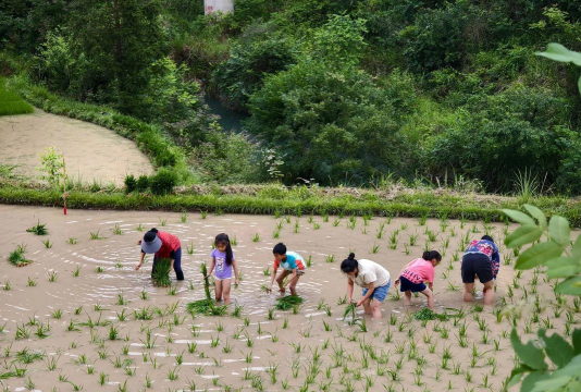 怀旧插秧游戏怎么玩,重温童年乐趣,掌握操作技巧 怀旧插秧游戏怎么玩,重温童年乐趣,掌握操作技巧
