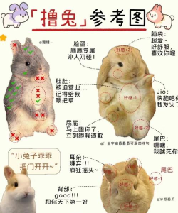 兔子西装游戏怎么玩,掌握规则技巧,轻松上手体验 兔子西装游戏怎么玩,掌握规则技巧,轻松上手体验