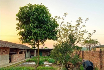 解忧小村落种树发家致富 解忧小村落种树发家致富